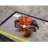 AQUACULTURE TANK 008: Fiddler Crab (Silver Red)