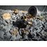 AQUACULTURE TANK 007: Fiddler Crab (Gold Black)
