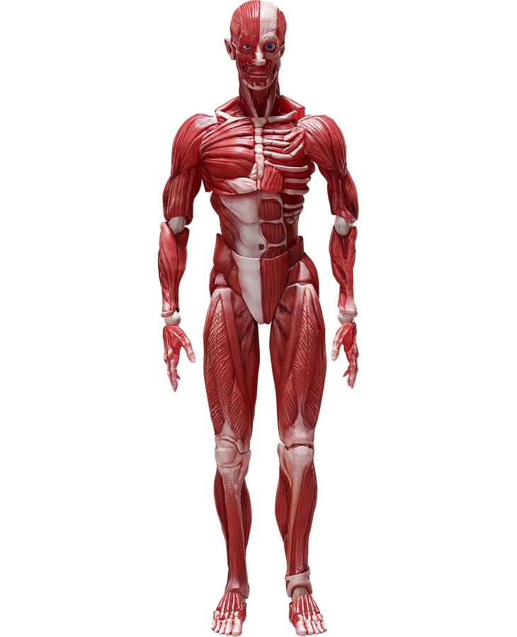 figma Human Anatomical Model